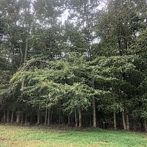 a gorgeous tree line!