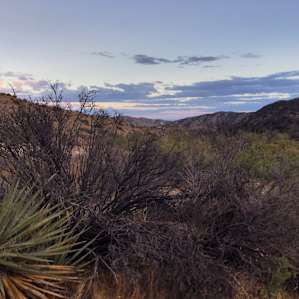 Desert Oasis Camping