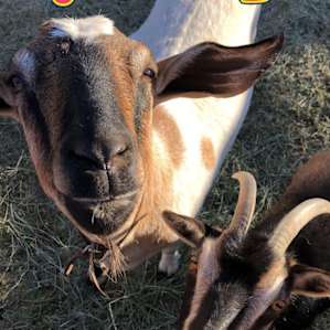 Moonlight Ranch - Groups