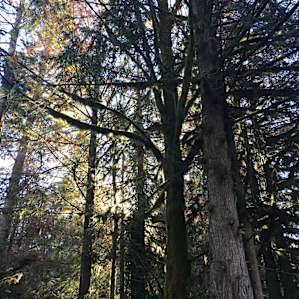 morning light in the trees above the A-Frame