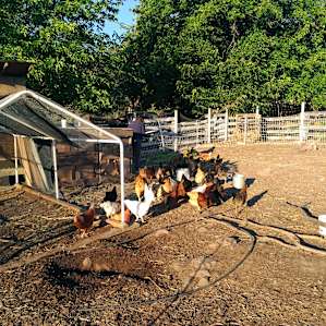 1, 2, 3, 4, 5, 6...... 45, 46 chickens!