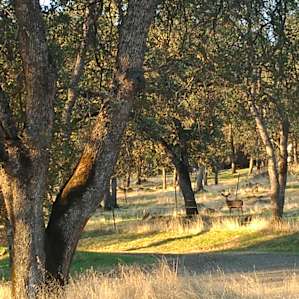 Deer sighting :)