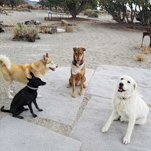 Dog party! Rusty (the husky standing) lives on the property. Bella (white dog) lives on the adjacent property. She likes to come over and hang out with campers. Very friendly and well-behaved dogs!