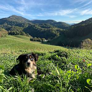 Pasture Paradise