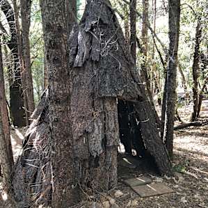 We found a beautiful blue bellies lizard running around the wooden teepee