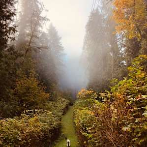 beautiful morning fog, fall foliage and a free pup. the best!!