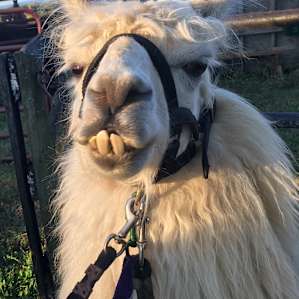 Llama Paradise at Lower Sherwood
