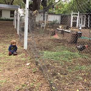 Talking to the chickens!