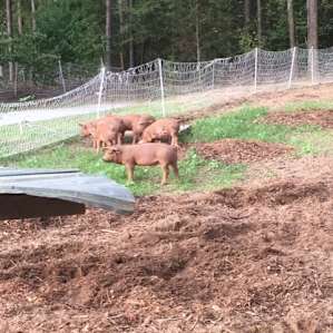 Weekend at the Farm!