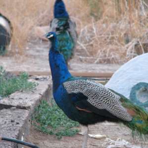 There were peacocks....