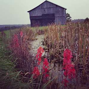 Autumn color on the pond. Chicken house in the background.