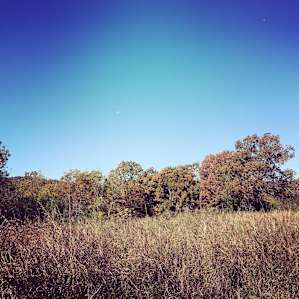OMS Camp, Site 1