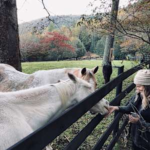 Horses on the farm land that our cabin was on.