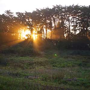 Late fall sunset through the trees at the farm.