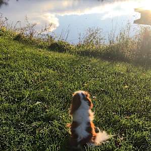 Finn checking out the pond