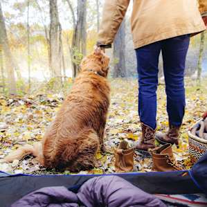 forest people dog