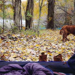 tentview forest dog