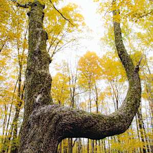 "Marker trees" or "trail trees" were carefully bent by local Native Americans; giving them this unique shape.