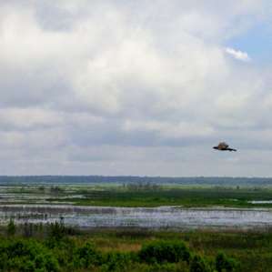 Overlook of Payne's Prairie from the tower while a hawk is flying by.