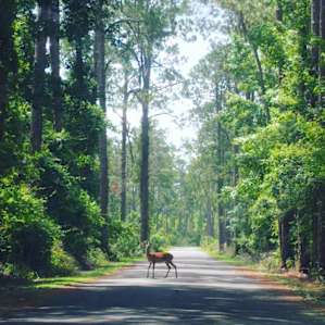A magical deer sighting as it was crossing the road after having a beautiful morning on the prairie.