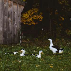 Some of the locals on the property.