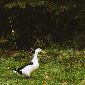 animal duck