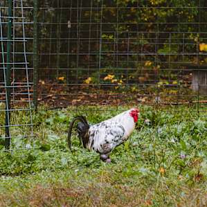 animal chicken