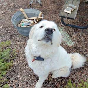 This is one of the host's guard dogs for their livestock. A real sweetie. Lucky for me my dog doesn't give guard dogs or chickens a second look.