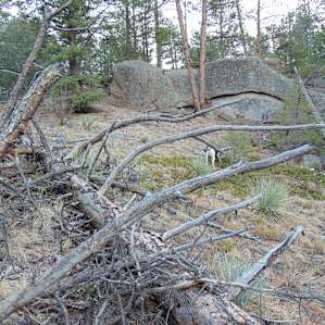 Up over those outcroppings is the campsite. This area below is a lot of fun to explore and collect fallen firewood.
