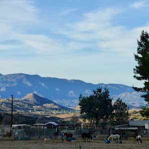Saddle Up Horse Rescue