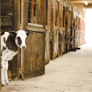 This little calf is a bottle fed.