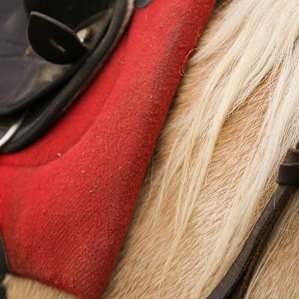 A close up of one of the saddles.