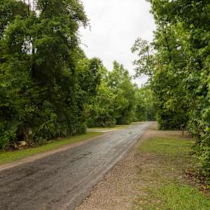 Palmettos line the road in Palmetto Island State Park.