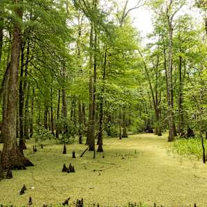 Swampy.