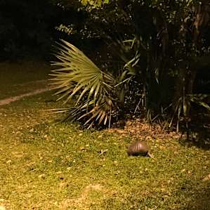 ARMADILLO in Palmetto Island State Park.