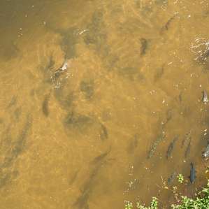 The fish in the river.