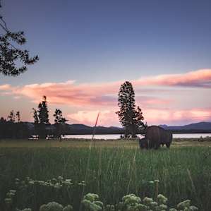 Lone bison at sunset.