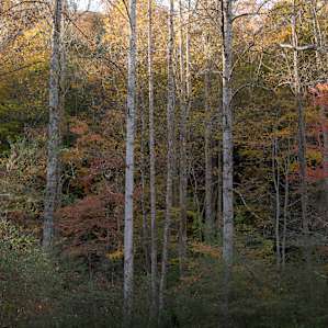 Kuykendall Group Camp
