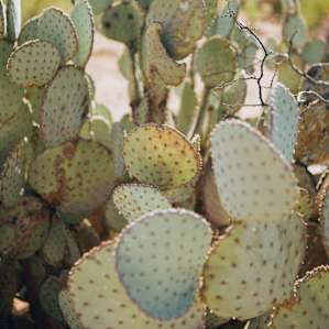 Love me some prickly pear.