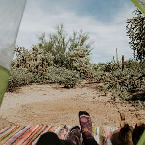 Tent view: huge variety of cacti!