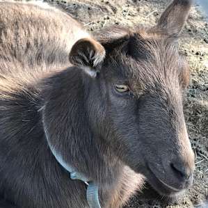 and here is another adorable pregnant goat!!