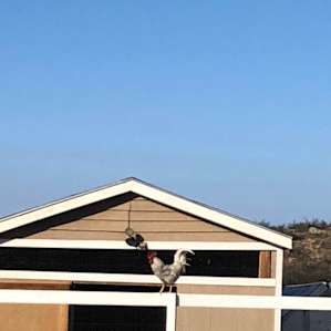Looks like this Rooster wants to go walk about....