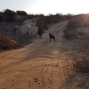 San Diego mountain camp