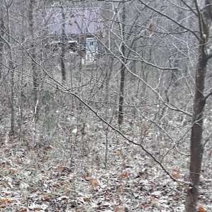 The cabin peaks through the forest.