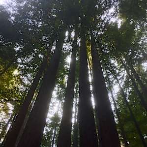 Breathtaking Redwoods....