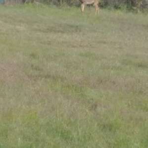 5D Ranch