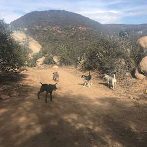 Owners dogs + ours playing! They're super friendly.