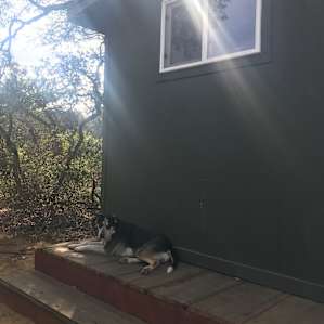 One of the owners' cute dogs!