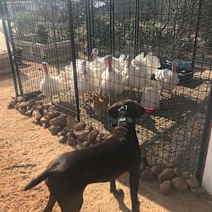 Couple turkeys on the property, my bird dog was a little enamored.