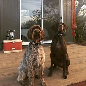 Our pups taking in the sunset views.